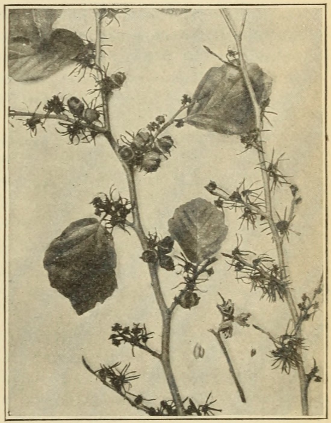 Witch-hazel (Hamamelis virginiana), leaves, flowers, and capsules.