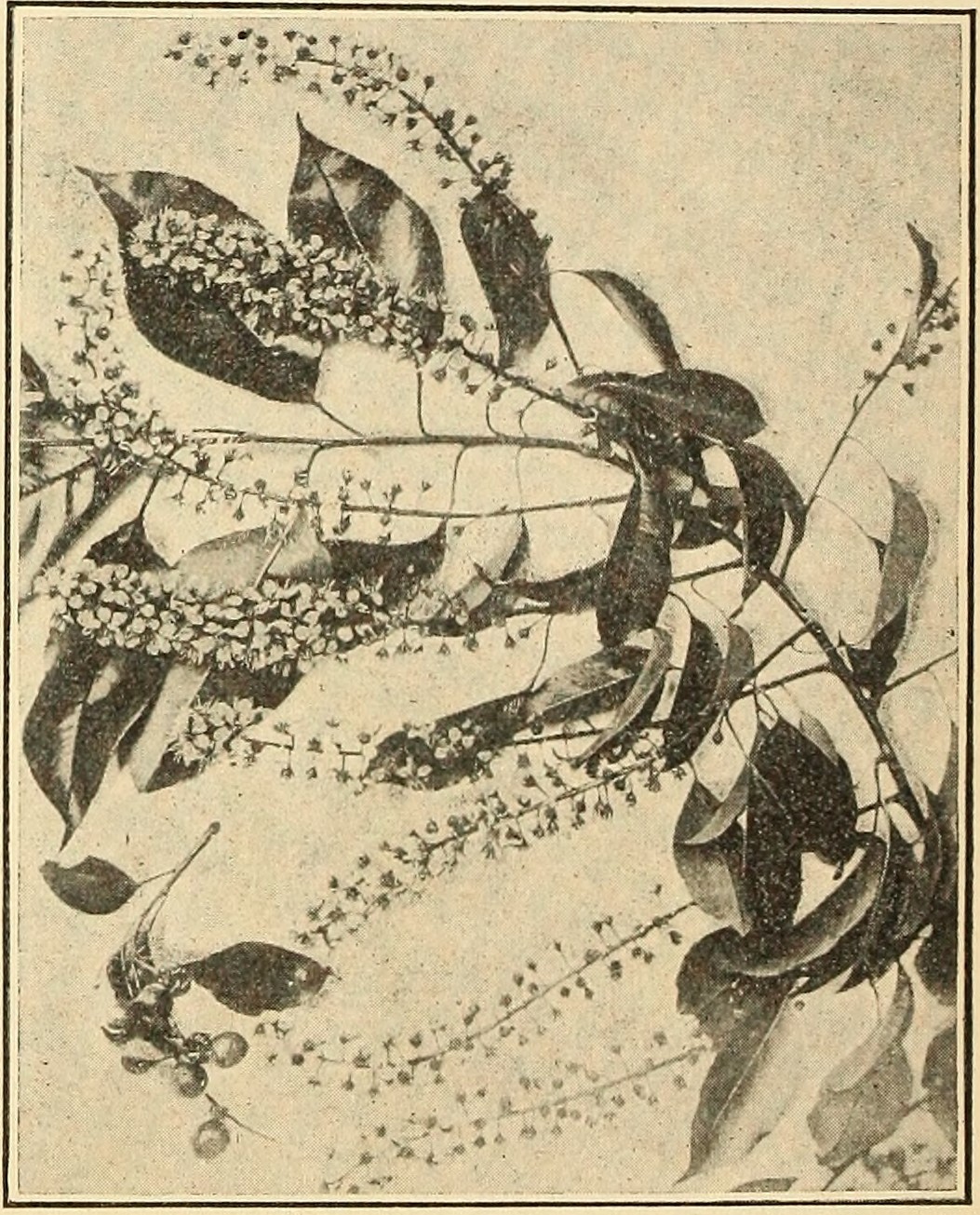 Wild cherry (Prunus serotina),                     leaves, flowers, and fruits.