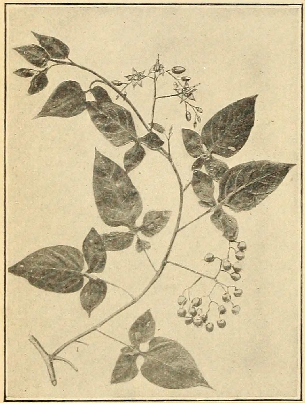 Bittersweet (Solanum dulcamara>),                         leaves, flowers, and fruits.