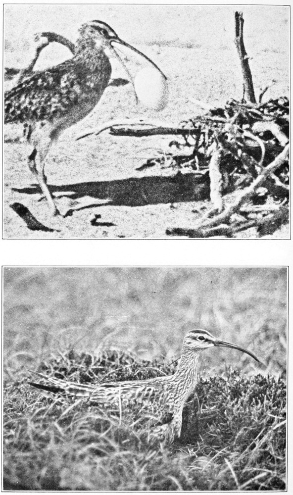 Bristle-thighed curlew