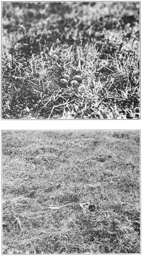 Black-bellied plover