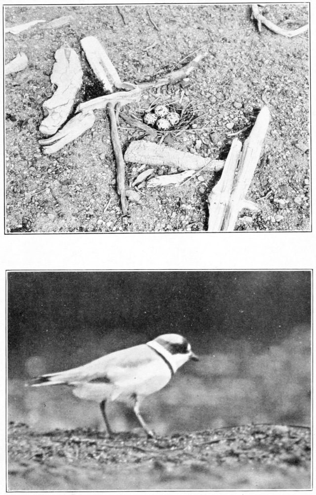 Semipalmated plover