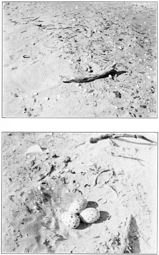 American oyster catcher