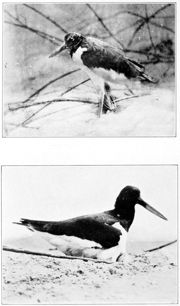 American oyster catcher