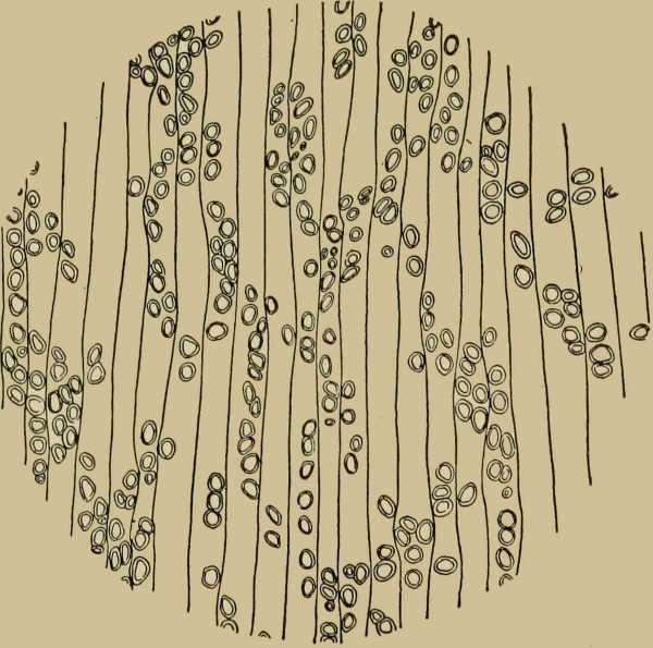 Cross section of Bulnesia arborea