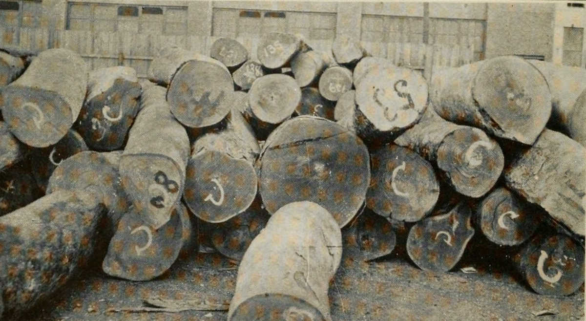 LOGS OF GUAIACUM OFFICINALE FROM CUBA