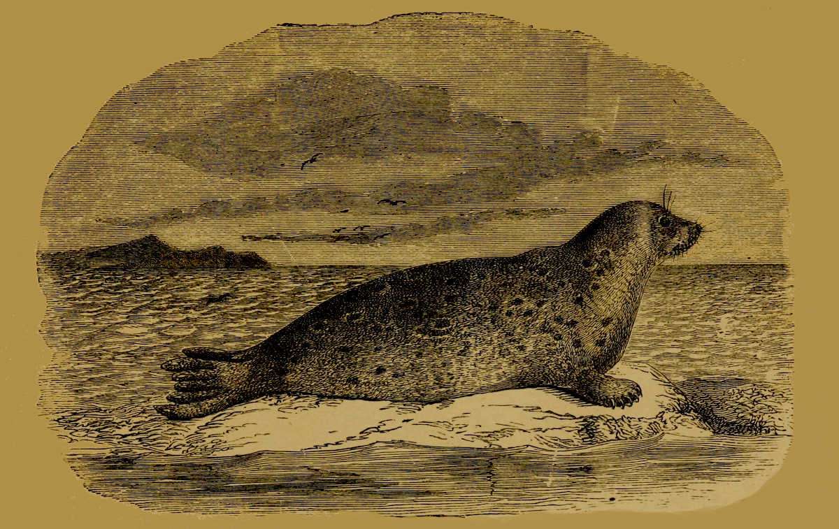 Ringed Seal