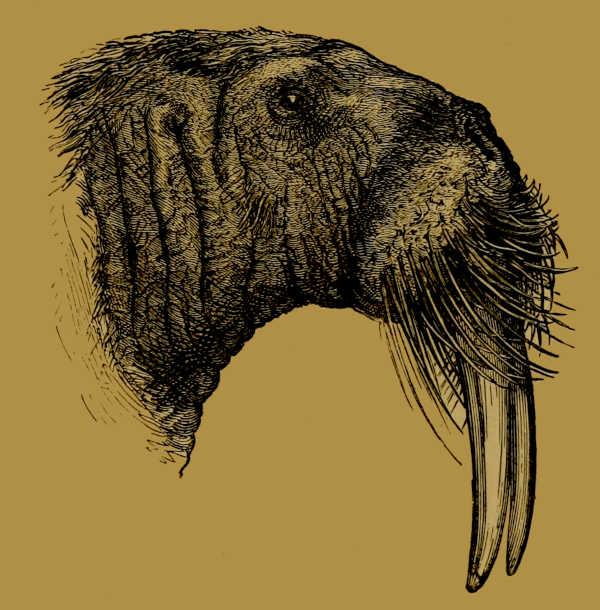 Head of Walrus