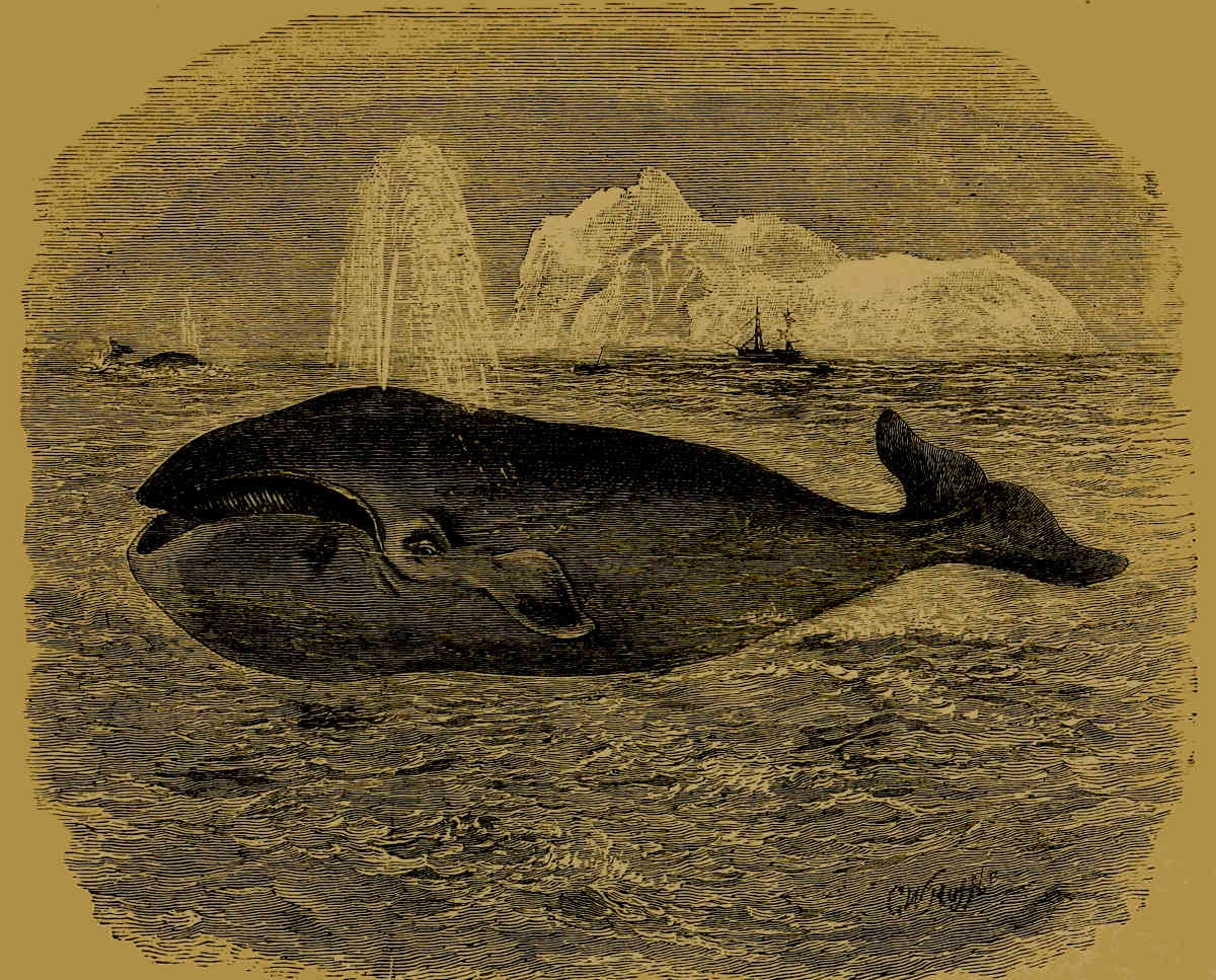 Greenland Right-Whale