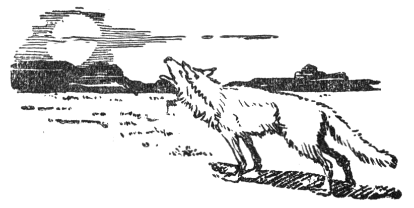 coyote howling at the moon