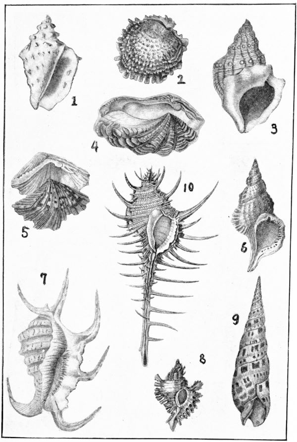 Drawings of various shells
