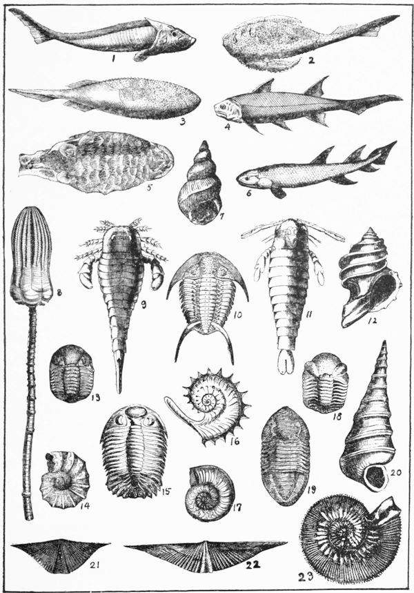 Drawings of extinct sea animals