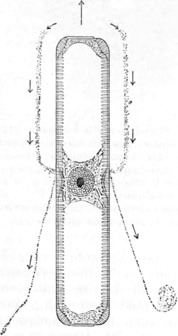 Schleifäden einer Diatomee