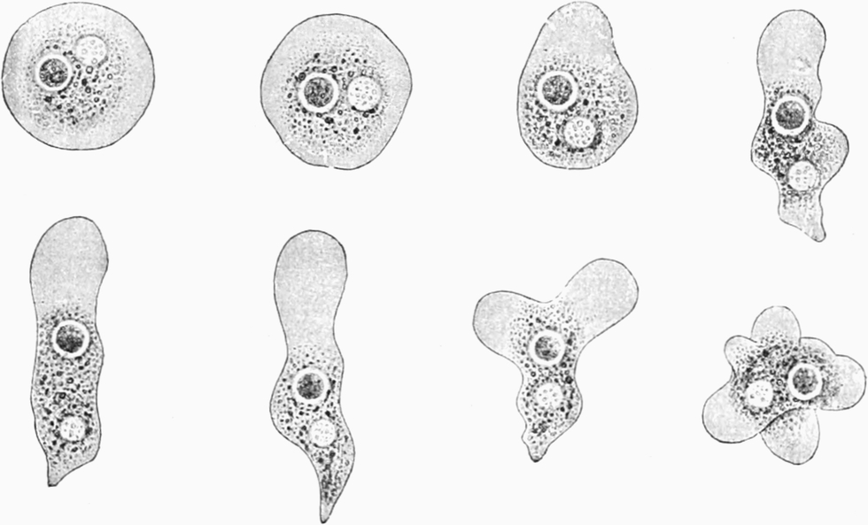 Phasen amöboider Bewegung