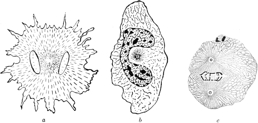 Pigmentzelle (Hecht)