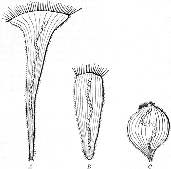 Muskelkontraktion in   Trompetentierchen