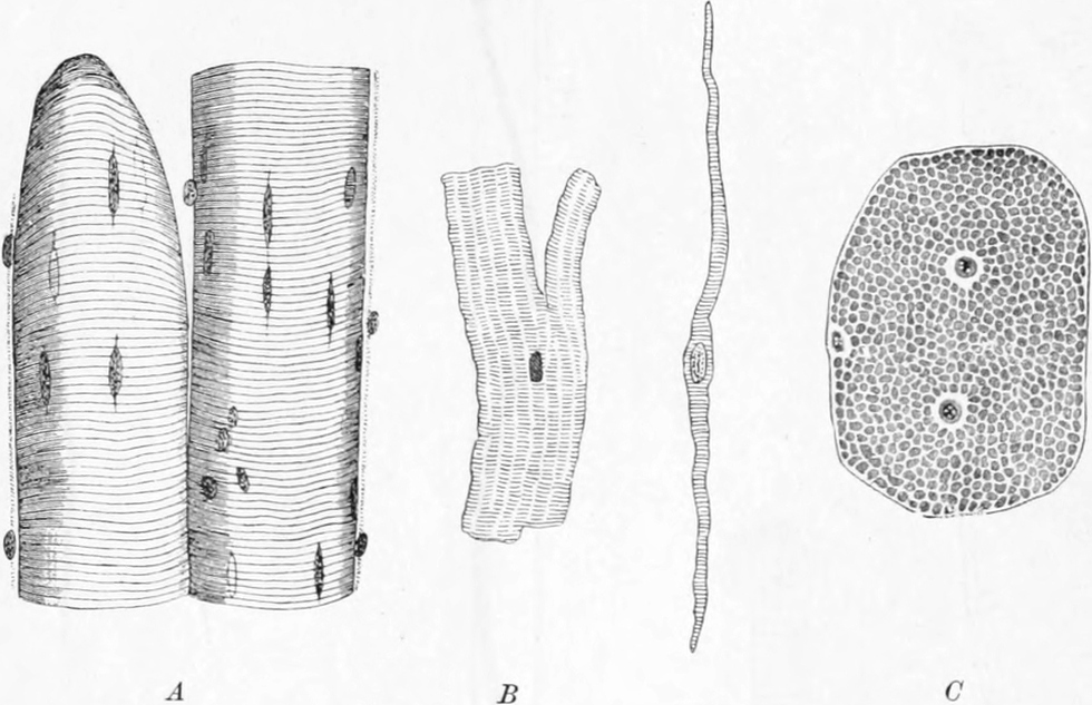 Verschiedene quergestreifte   Muskelfasern