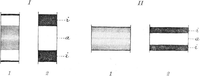 Schema einiger Muskelsegmente