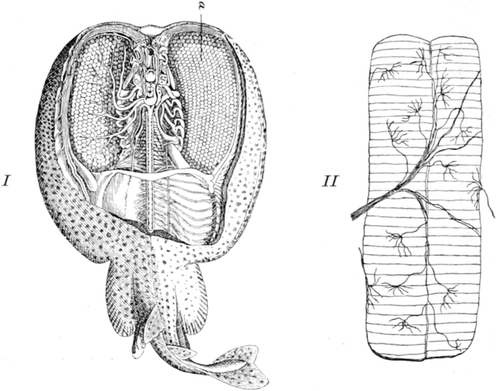 Stromerzeugung im Zitterrochen
