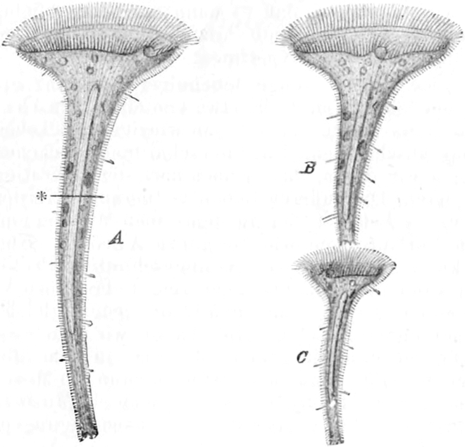 Regeneration eines zerschnittenen   Trompetentierchens