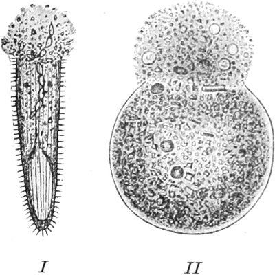 Zerfall eines Wimpertierchens