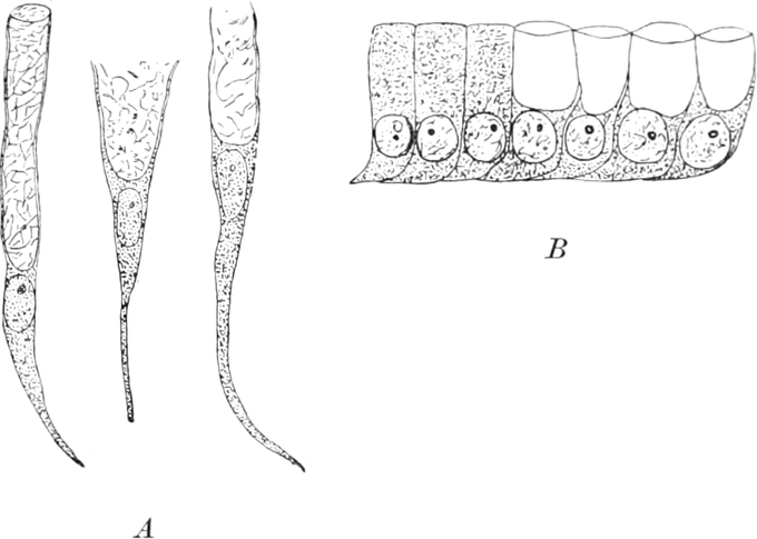 Mikroskopbilder von Schleimzellen