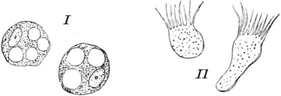 Metamorphoisierte Zellen