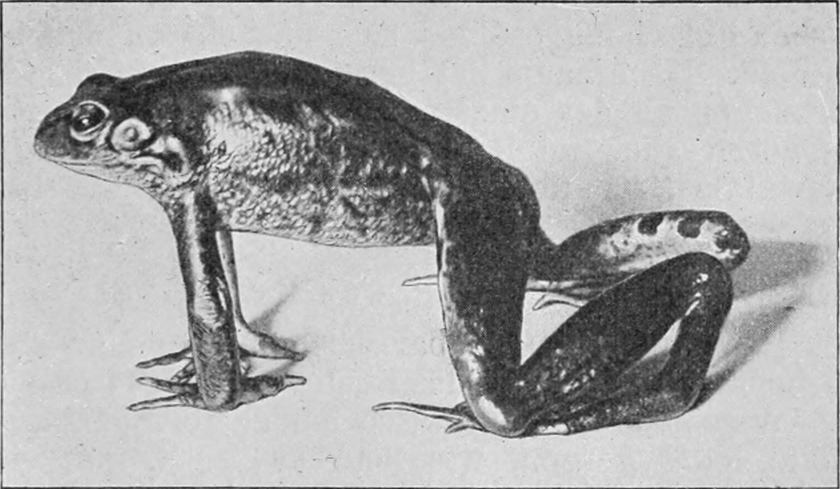 Frosch mit Reflextonus