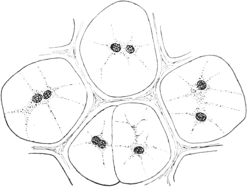 Zellen mit zwei Kernen