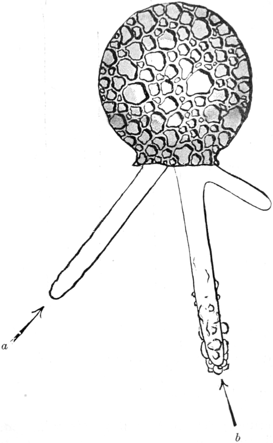 Reizleitung bei Difflugia