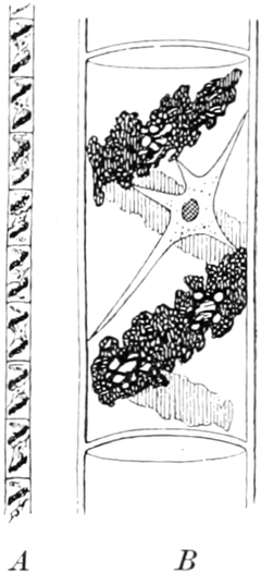 Fadenalge mit Chlorophyllband