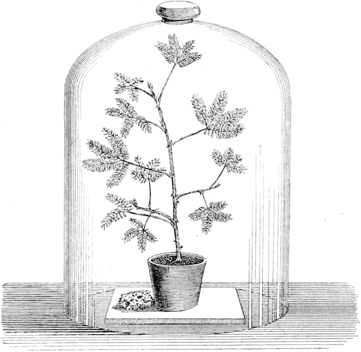 Narkotisierte Mimose