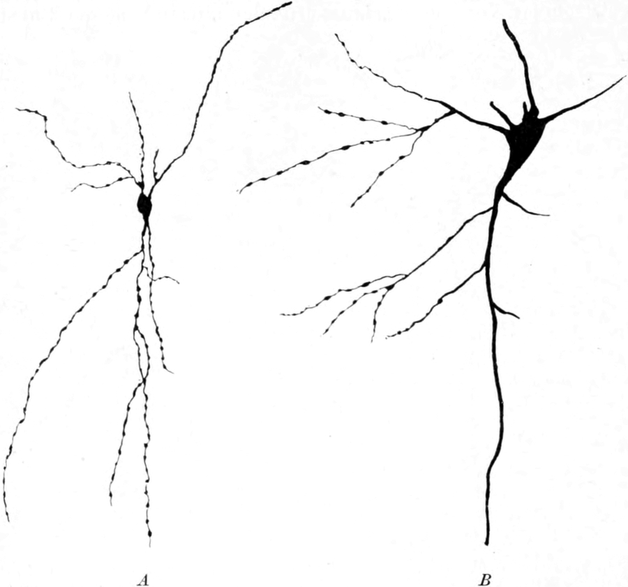 Ganglienzellen eines Hundes