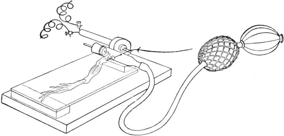 Lokale Narkose von Froschnerven