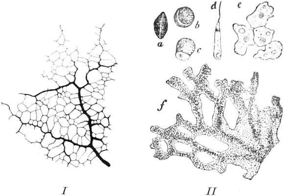Beispiele für Plasmodien