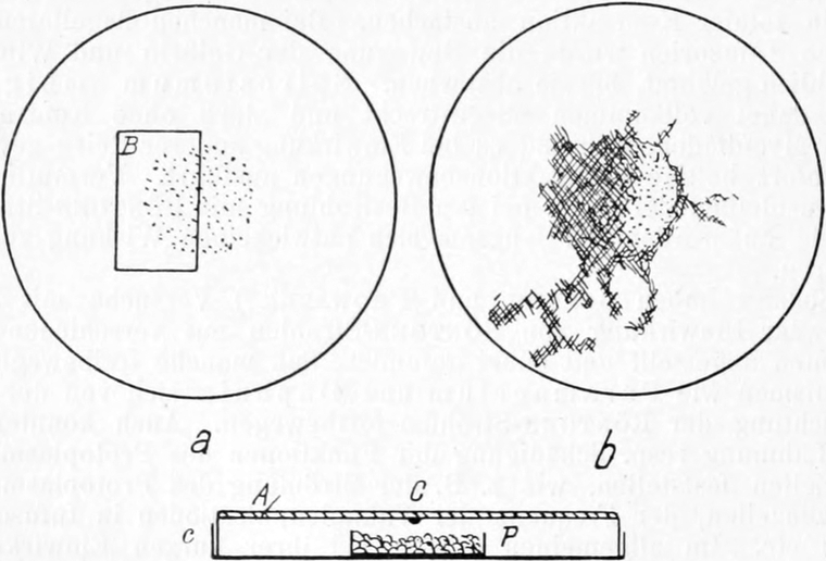 Wirkung radioaktiver Strahlung auf   Micrococcus