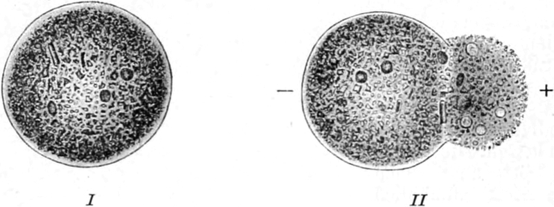 Protoplasmazerfall bei der   Schweinchenamöbe