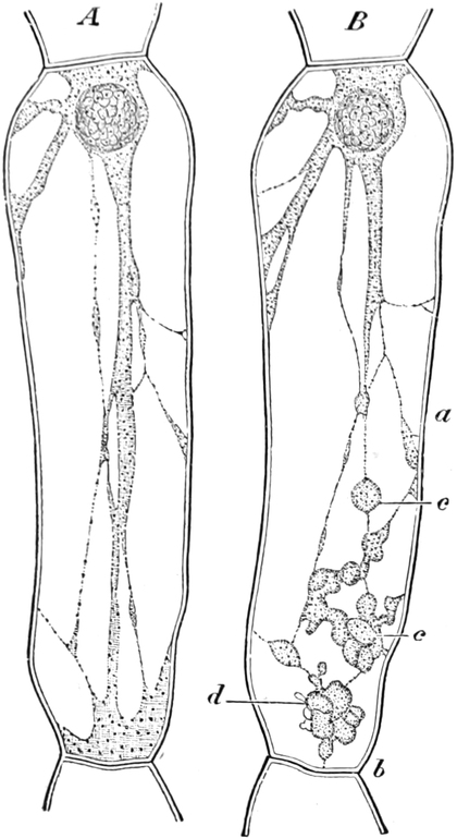 Stromreizung von Zellen aus   Staubfäden