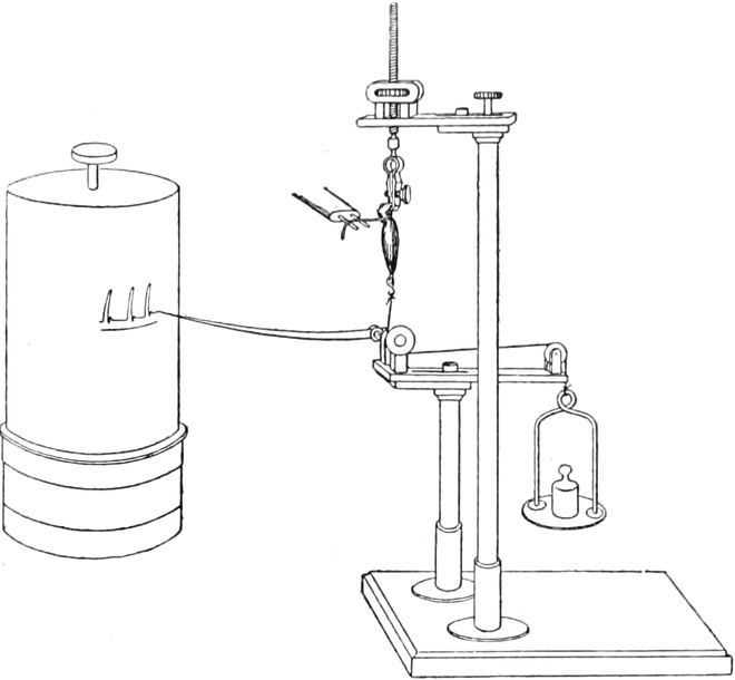 Funktion eines Muskelschreibers
