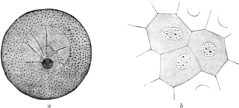 Mikroskopbilder verschiedener Zellen