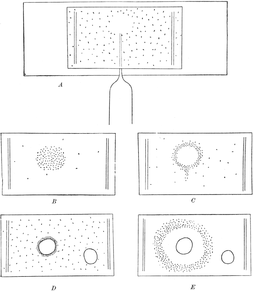 Wirkung chemischer Reize auf   Pantoffeltierchen