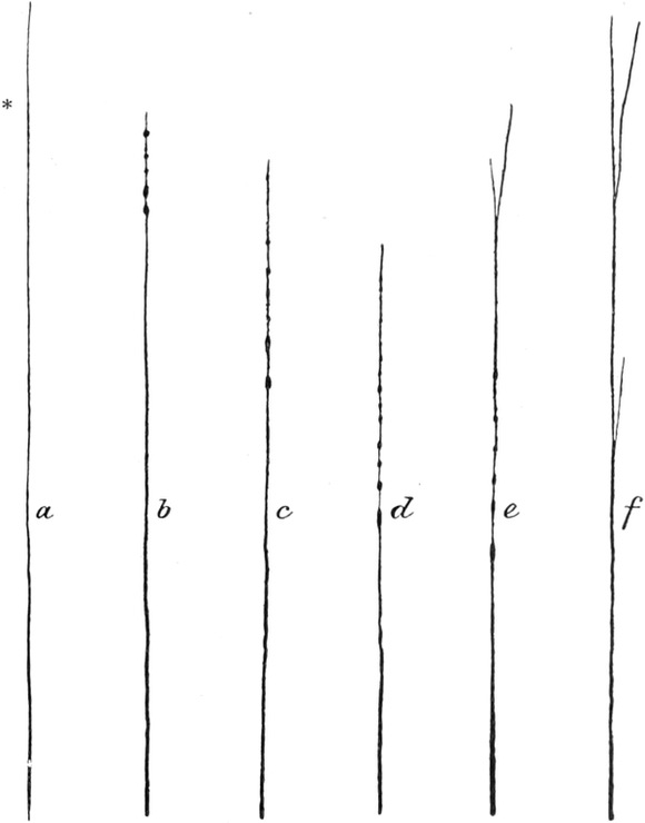 Druckwirkung auf Orbitolites