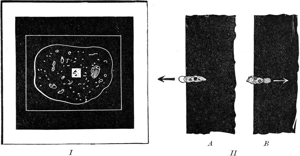 Wirkung der Wärme auf Amöben