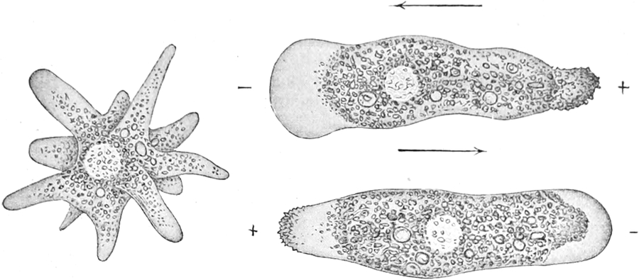 Amoeba proteus unter Stromeinfluss