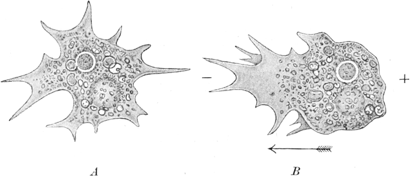 Amoeba diffluens unter   Gleichstromeinfluss