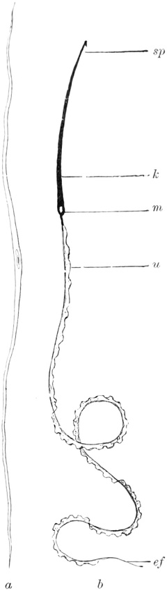 Muskelzelle und Spermatozoenzelle