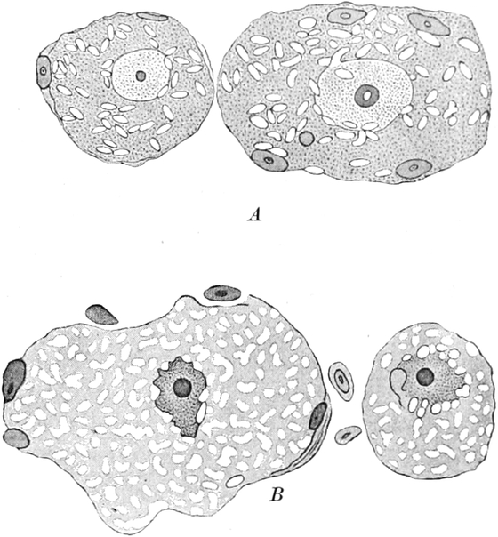 Ganglienzellen des Sperlings