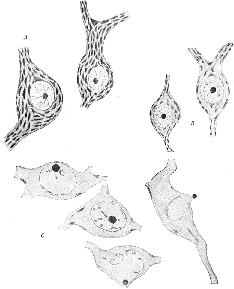 Ganglienzellen des Frosches