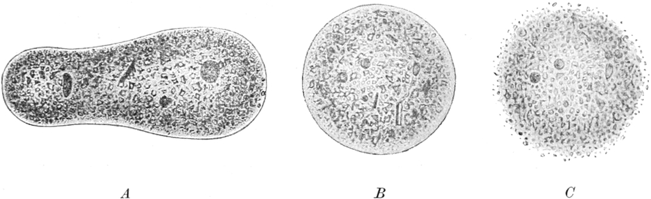 Chemische Überreizung der   Schweinchenamöbe