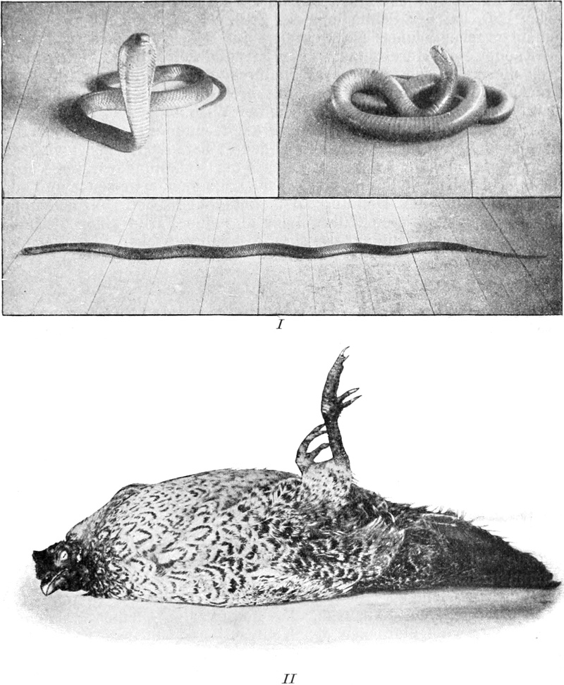Brillenschlange und Huhn, durch äußere   Reize bewegungslos gemacht